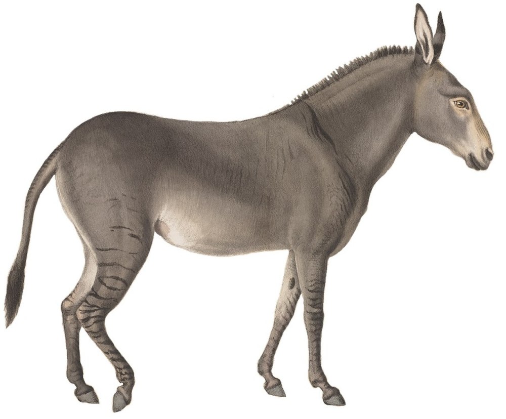 Equus occidentalis