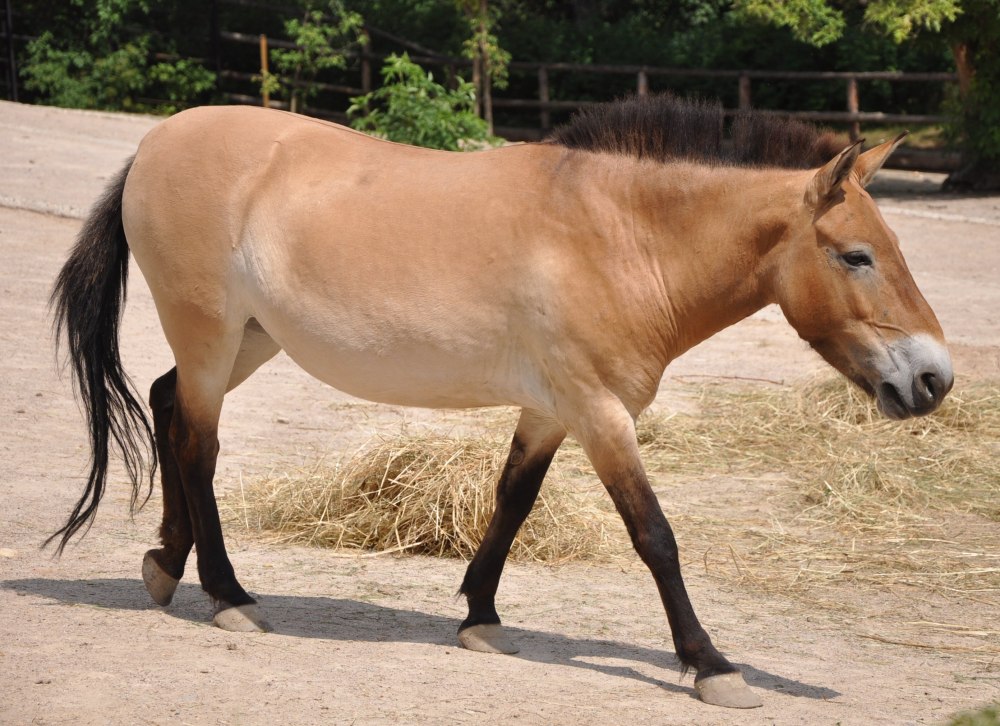 Equus Ferus Ferus