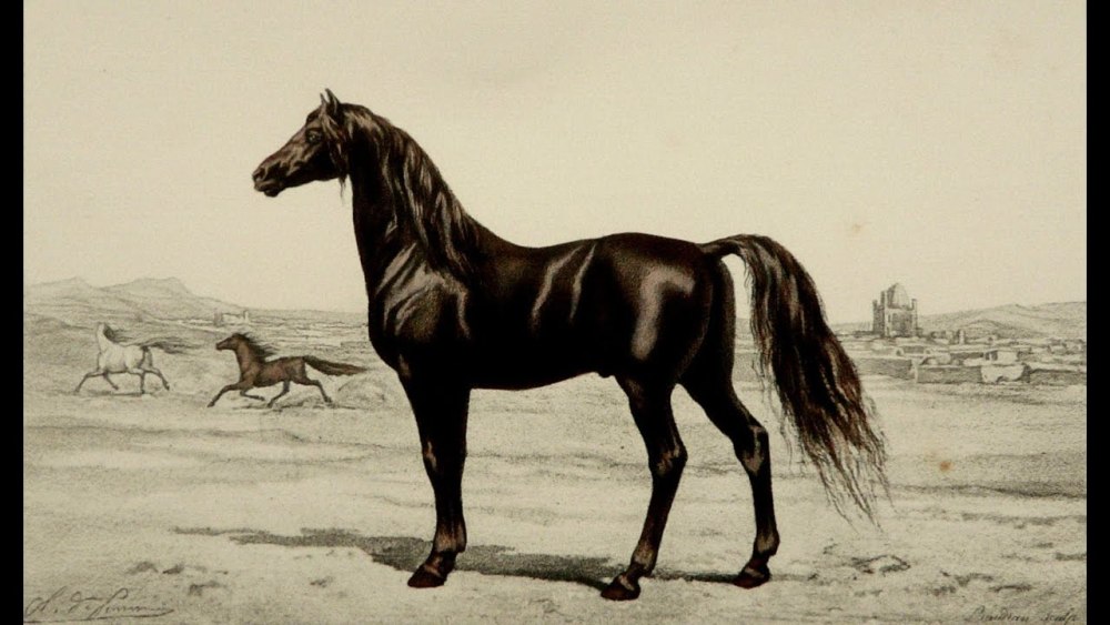 Ленская лошадь Equus lenensis