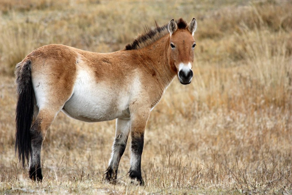 Лошадь Пржевальского Equus przewalskii