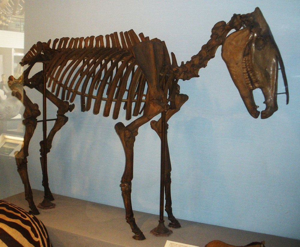 Hippidion saldiasi