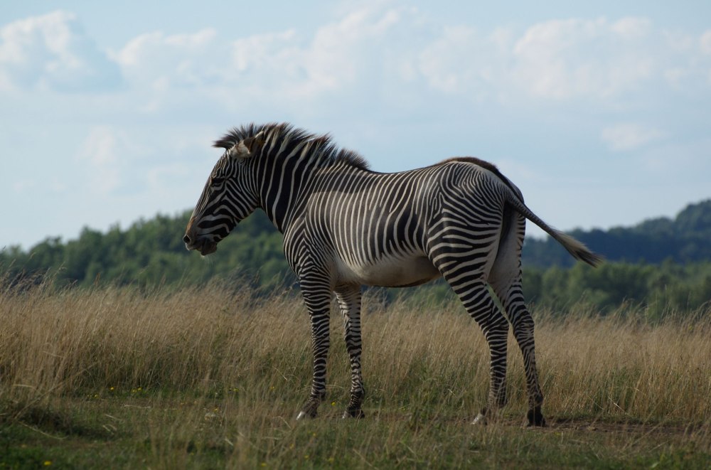 Equus stenonis — лошадь Стенона