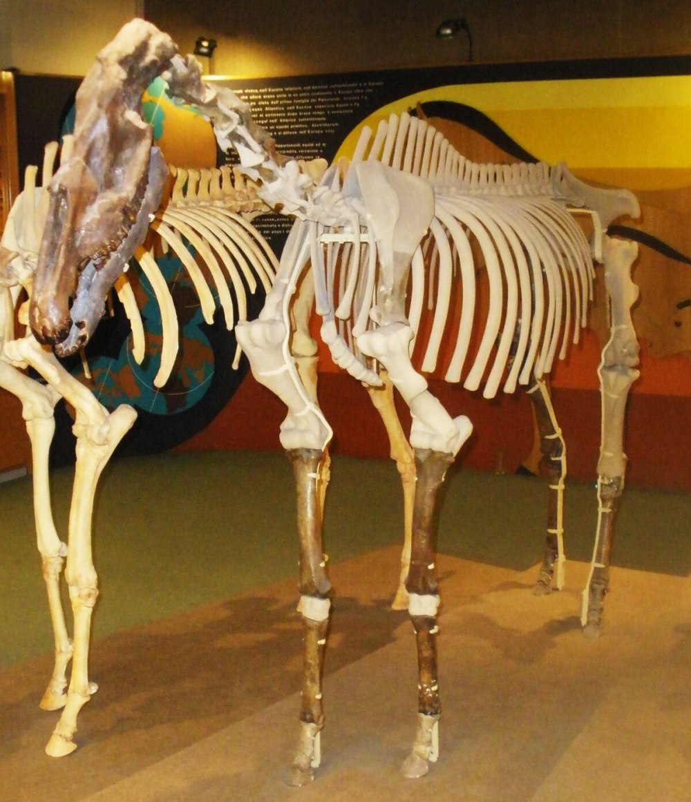 Equus stenonis