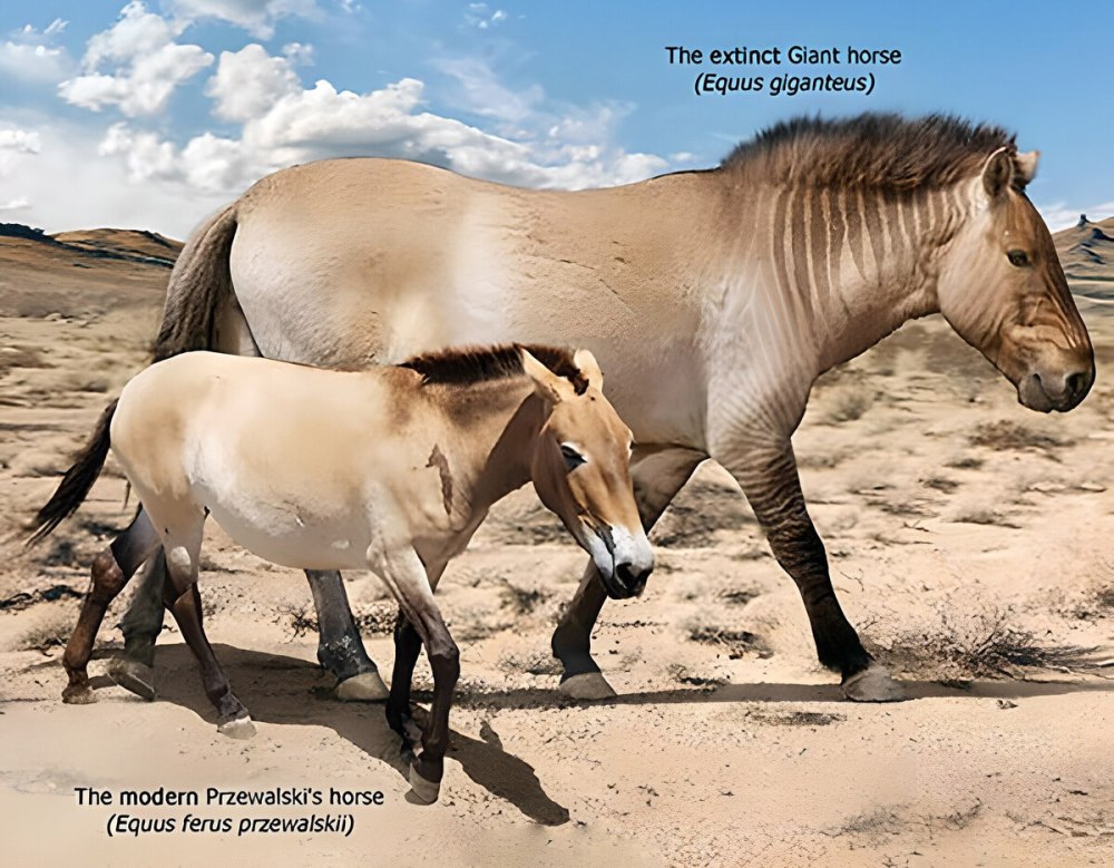 Giant Horse Equus giganteus