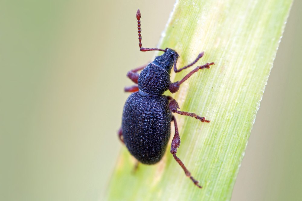 Otiorhynchus ovatus