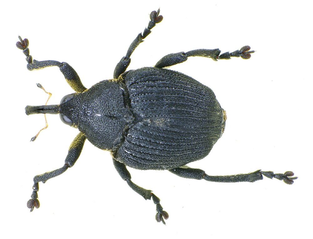 Mononychus olecranus