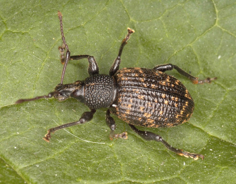 Otiorhynchus sulcatus