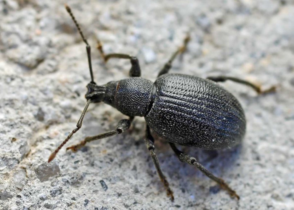 Долгоносик Otiorhynchus sulcatus