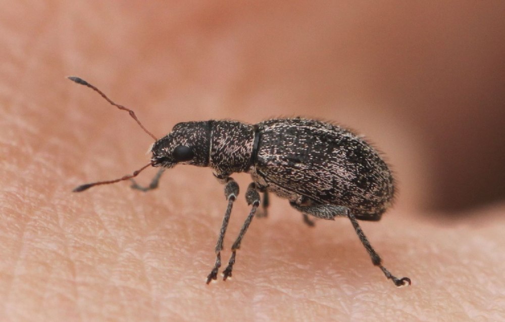 Polydrusus inustus