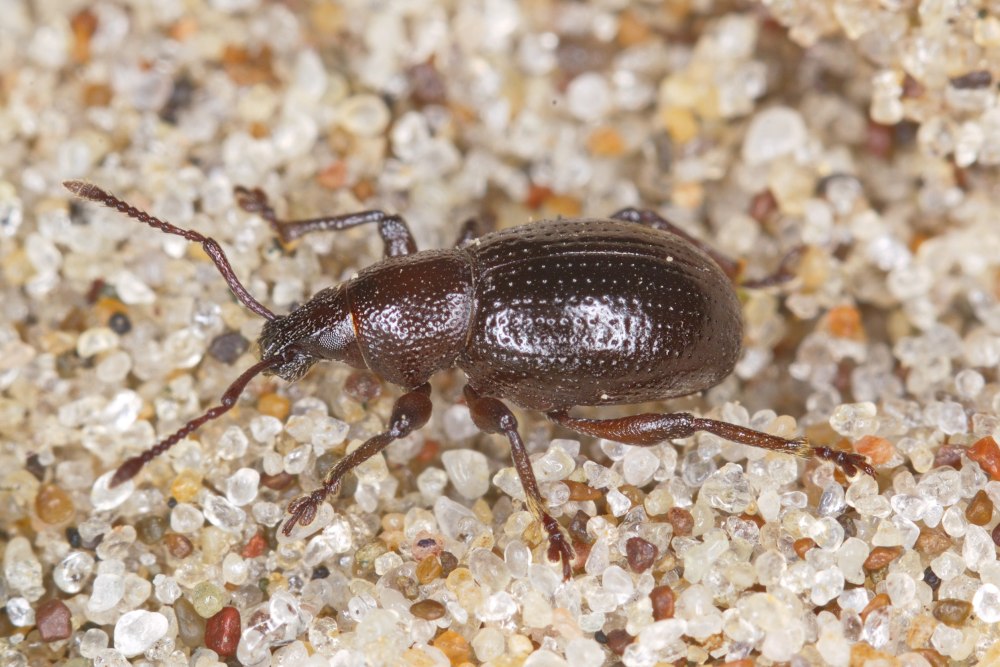 Otiorhynchus politus