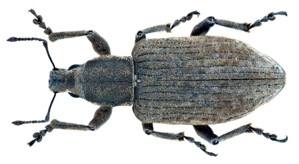 Серый свекловичный долгоносик Tanymecus palliatus