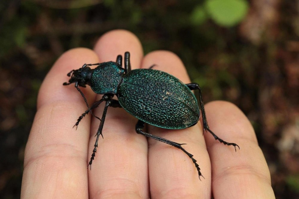 Carabus procerus