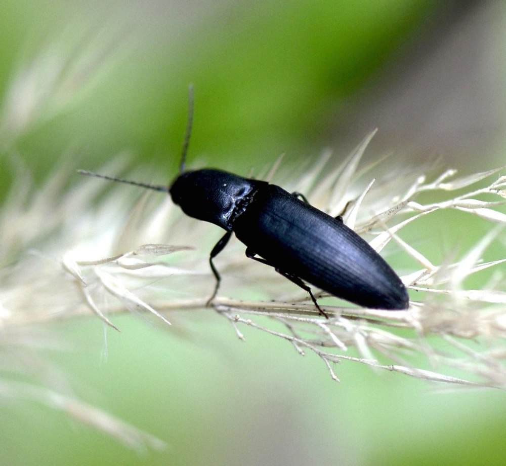 Ectinus aterrimus