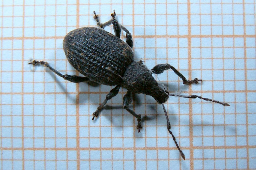 Долгоносик Otiorhynchus sulcatus