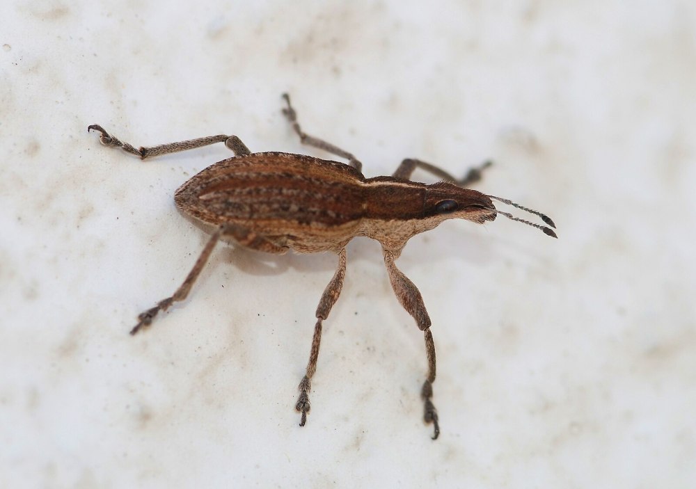 Полосатый клубеньковый долгоносик Sitona lineatus