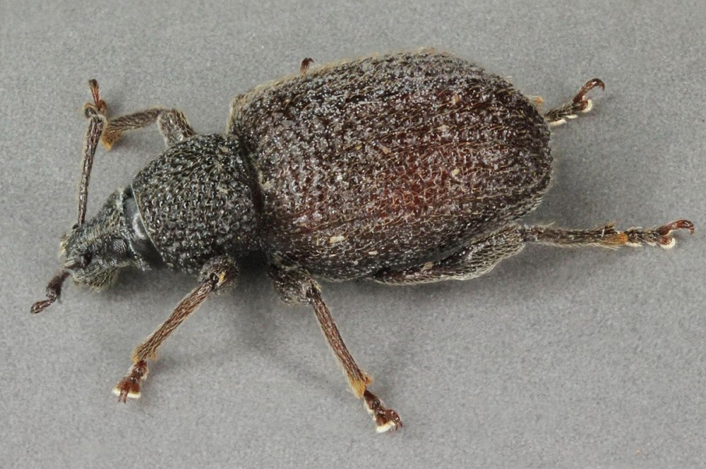 Скосарь морщинистый (Otiorhynchus rugosus)