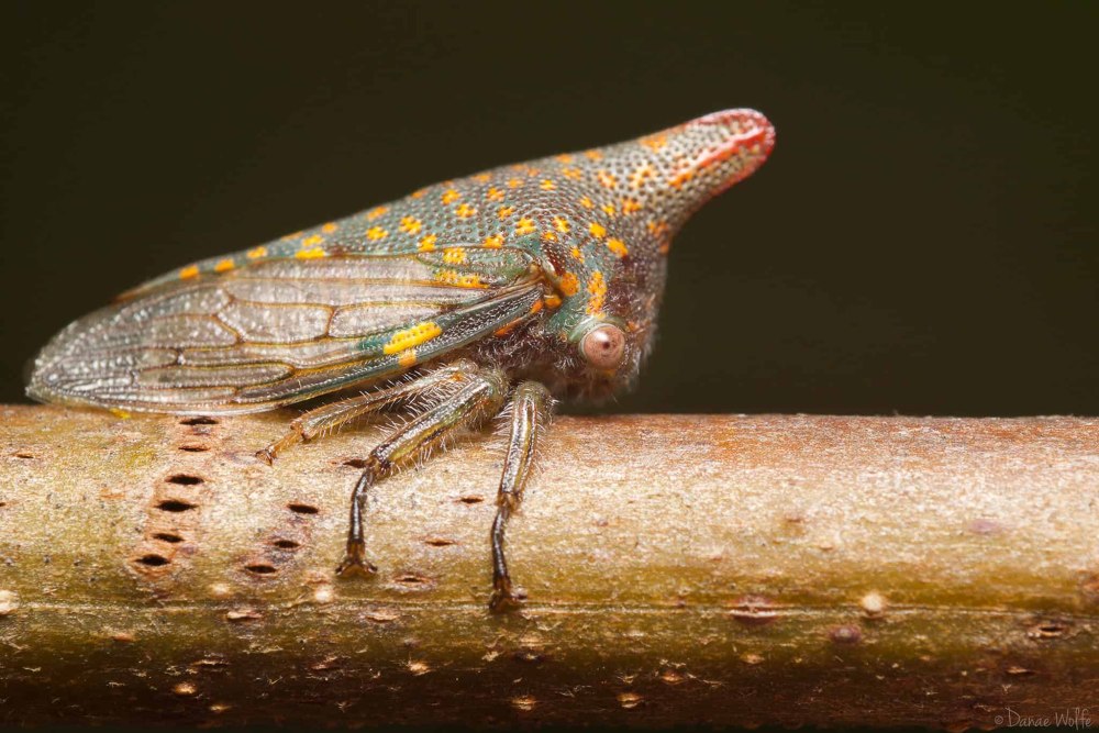 Кузнечик Cyphonia