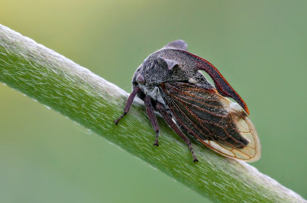 Горбатка рогатая Centrotus cornutus