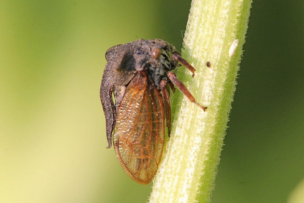 Centrotus cornutus
