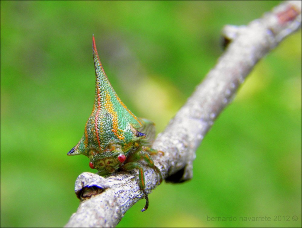 Горбатка Umbonia spinosa