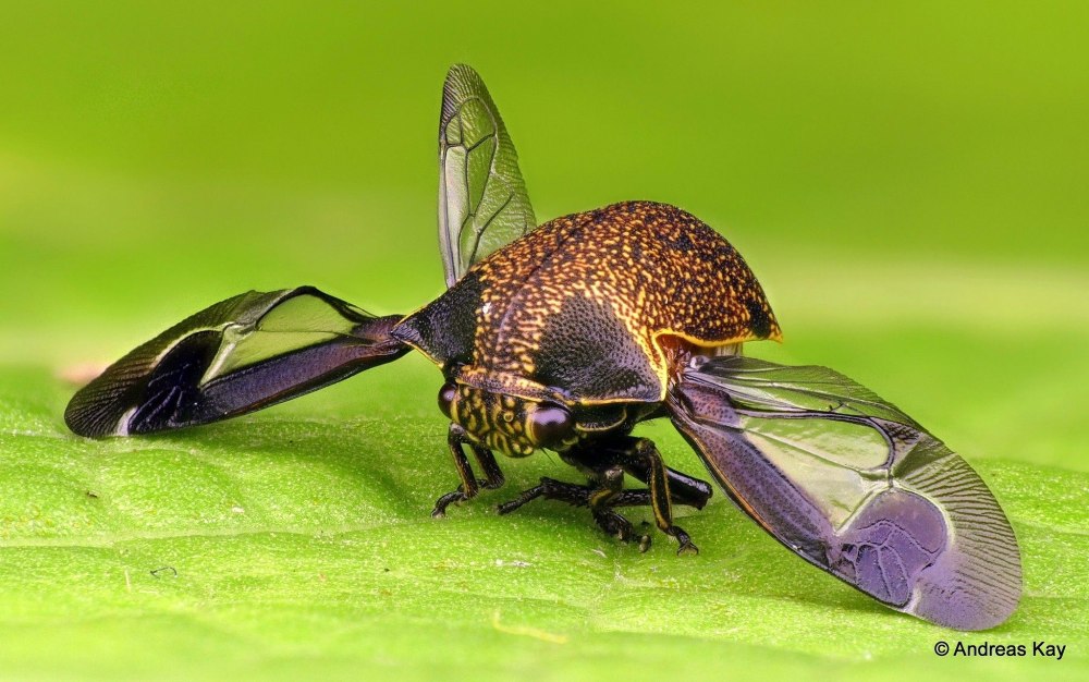 Treehopper Jump
