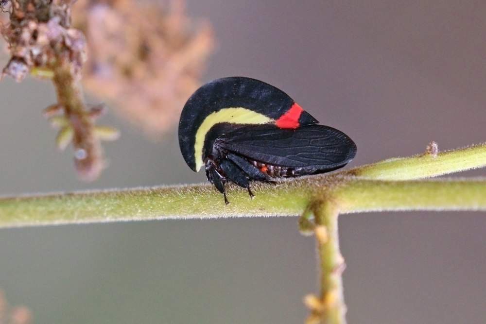 Горбатка Membracis FOLIATA