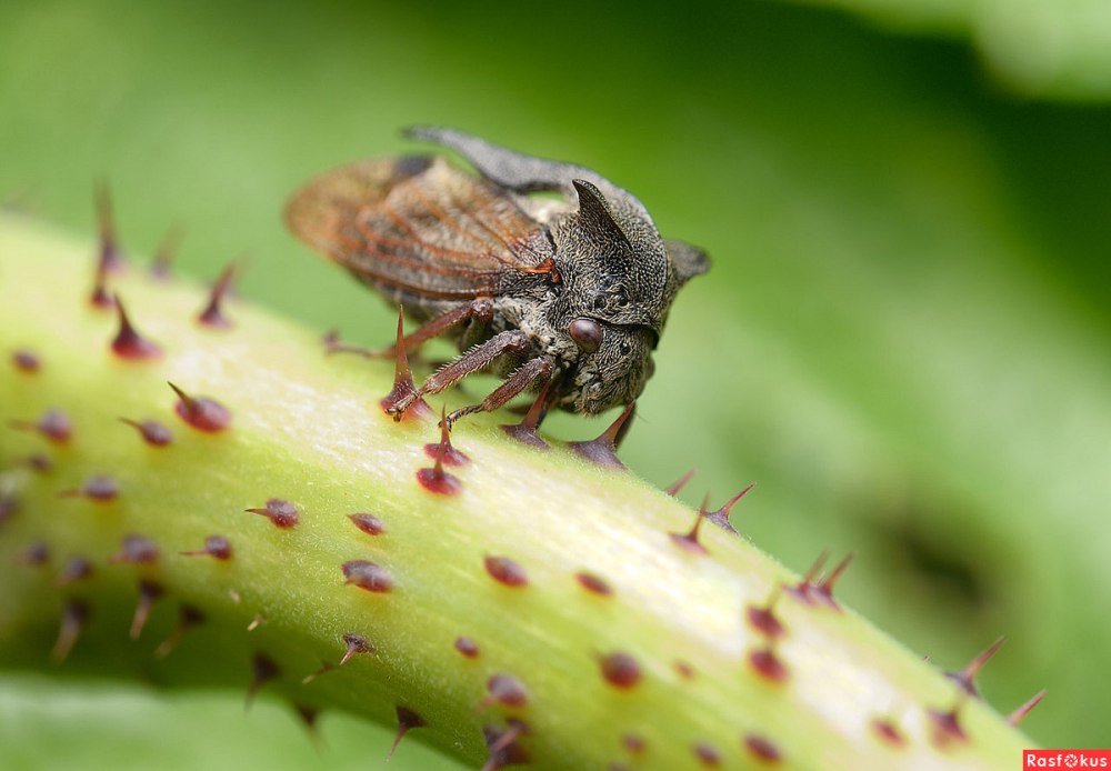 Centrotus cornutus