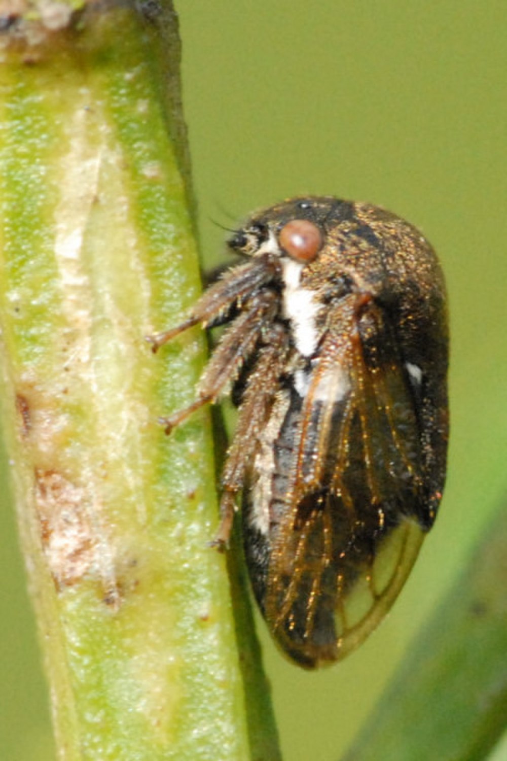 Centrotinae
