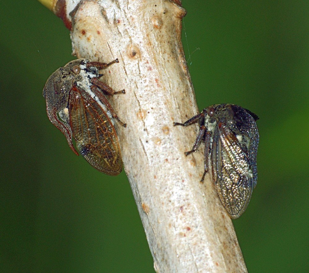 Горбатка рогатая Centrotus cornutus
