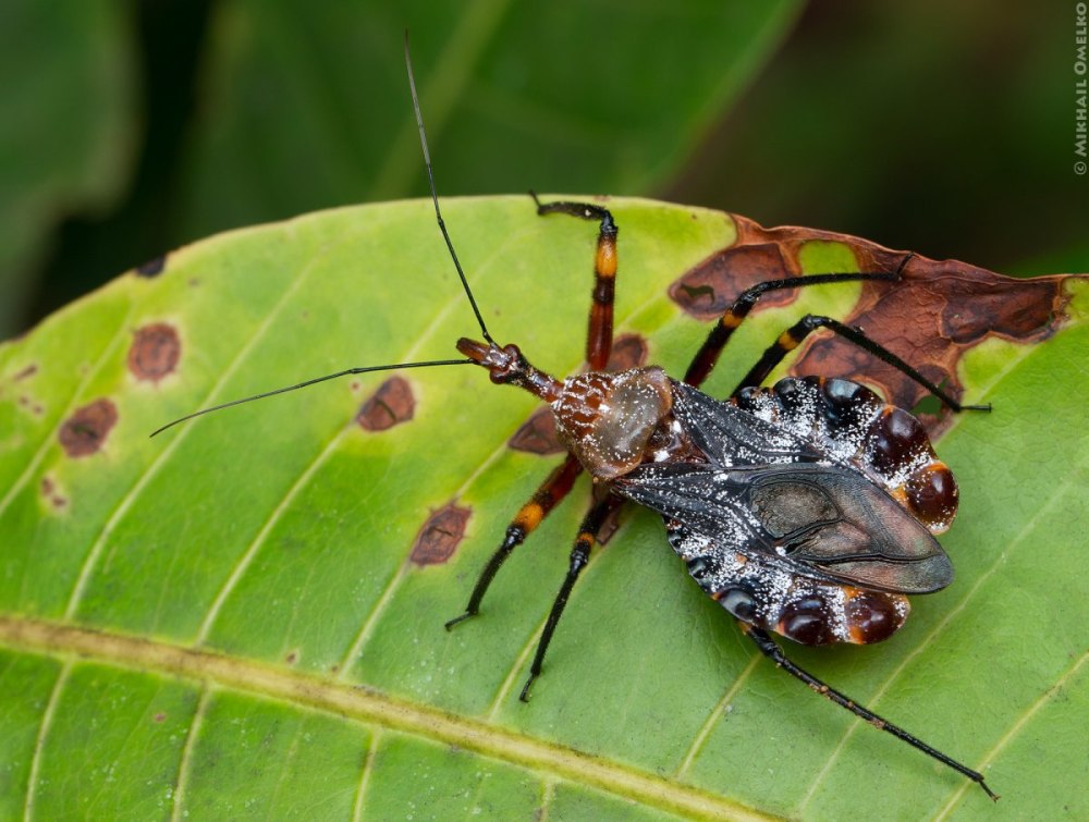 Коричнево-мраморный клоп (Halyomorpha halys)