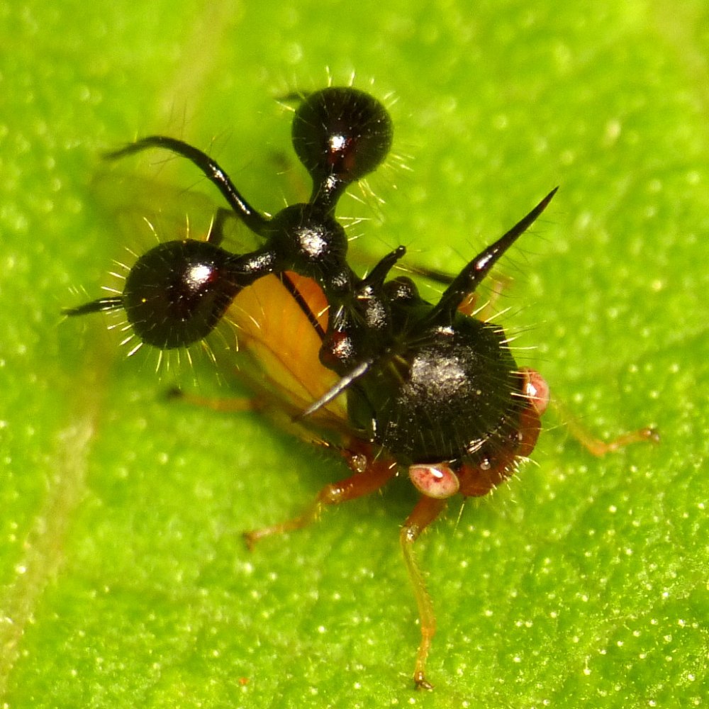 Горбатка вида Cyphonia clavata