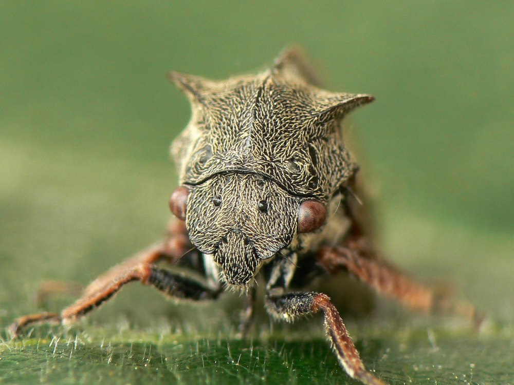 Горбатка рогатая Centrotus cornutus