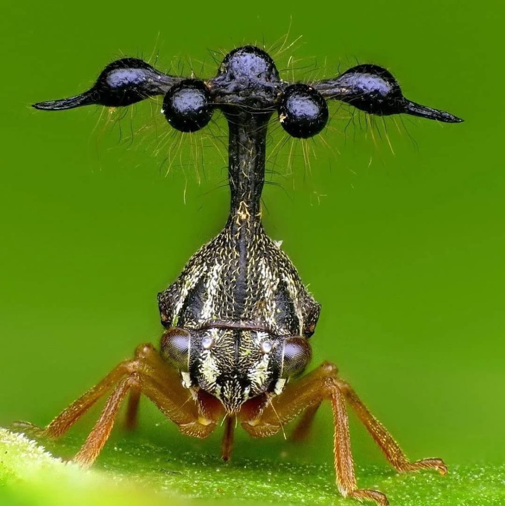 Горбатка treehopper