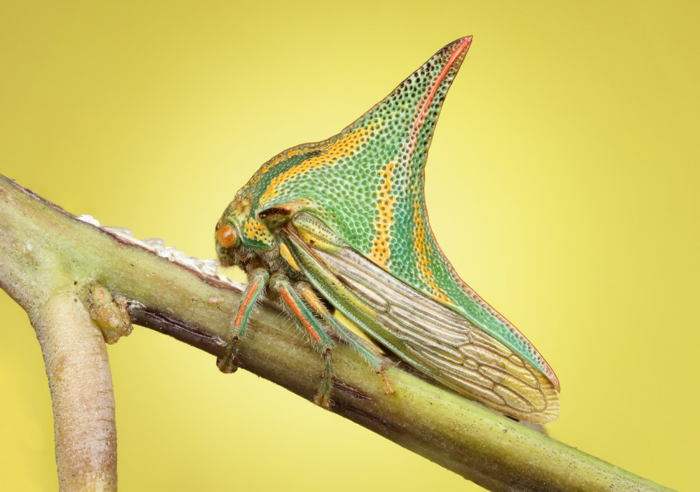Жуки Umbonia spinosa