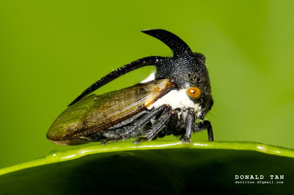 Odd treehopper (OEDA SP. CF. Inflata)