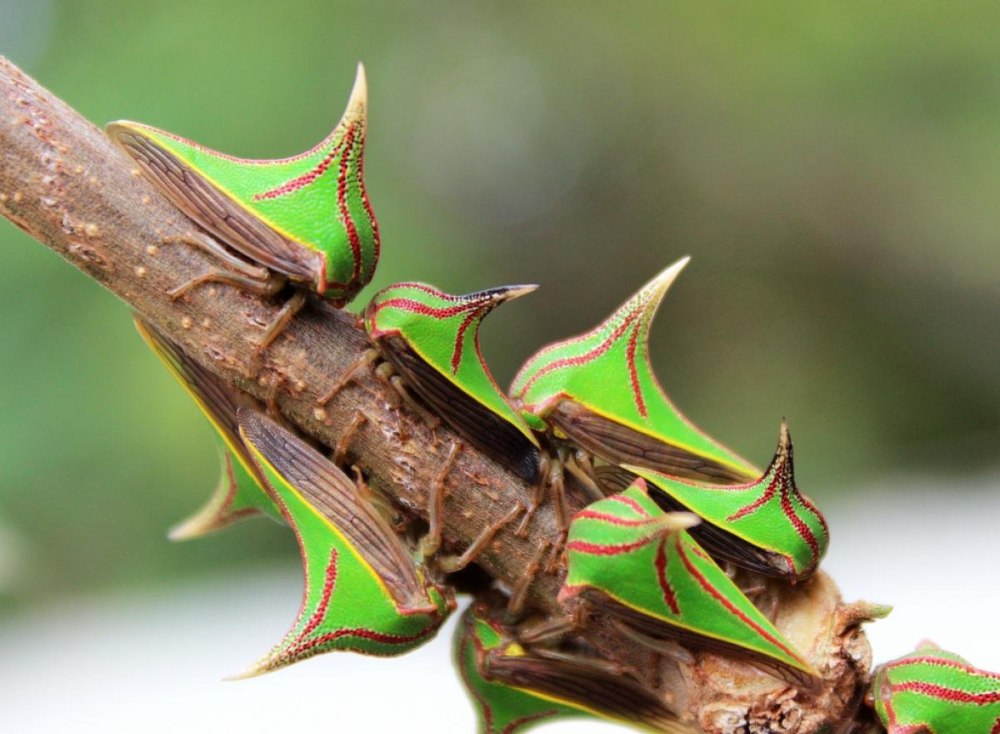 Жуки Umbonia spinosa