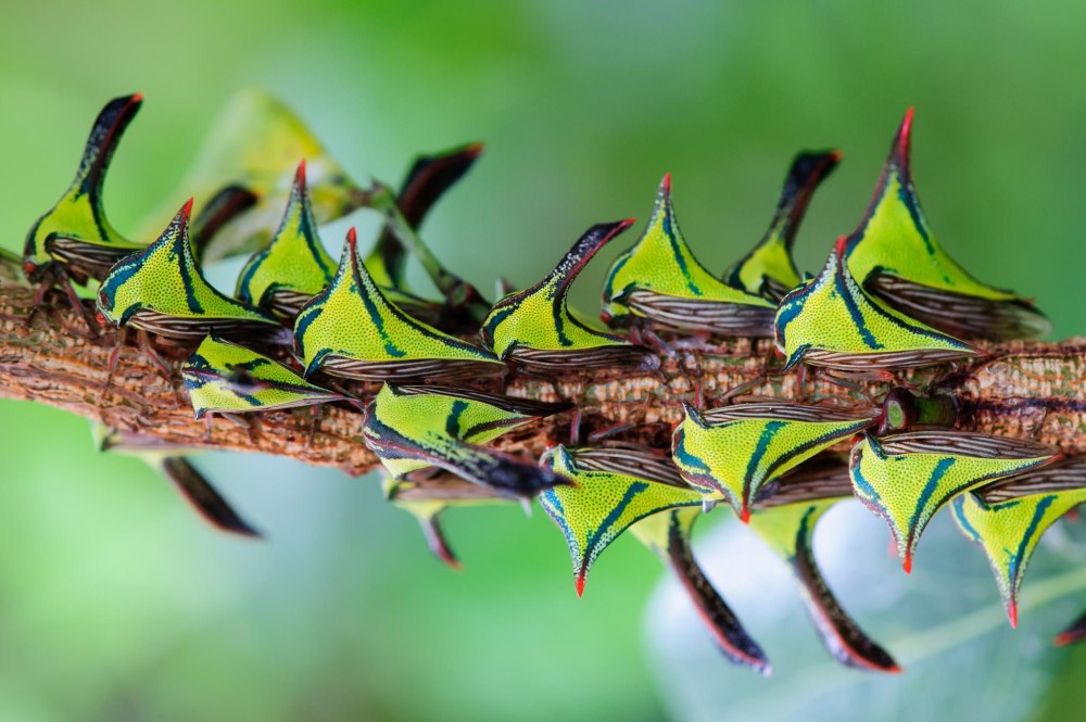 Жуки Umbonia spinosa