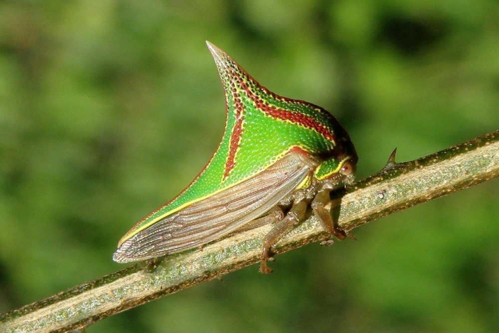 Жуки Umbonia spinosa