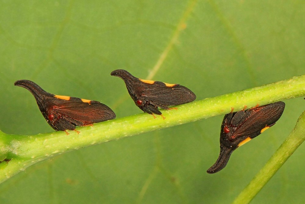 Stagmatoptera binotata