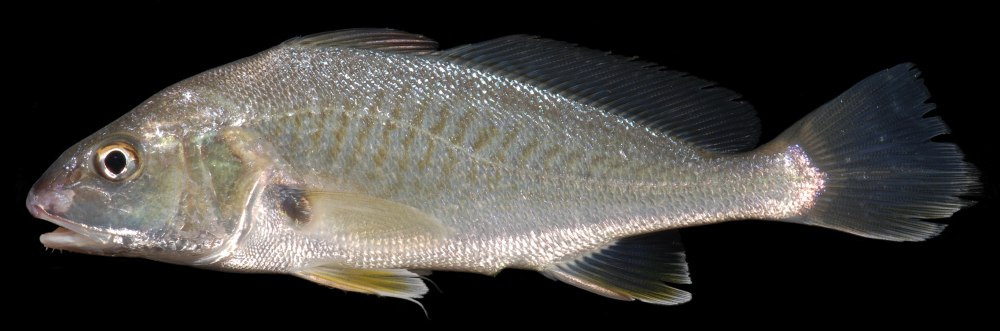 Sciaenidae