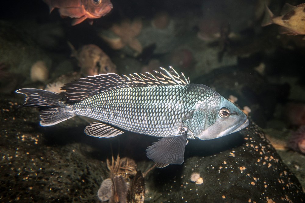 Rock Sea Bass