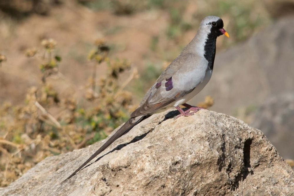 Pytilia phoenicoptera
