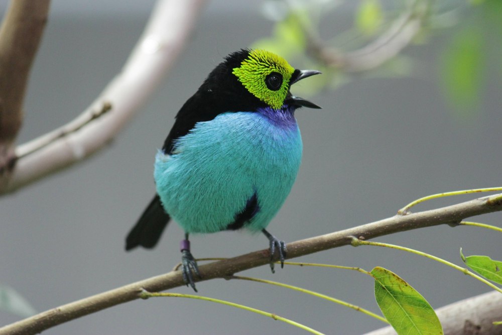 Танагра птица