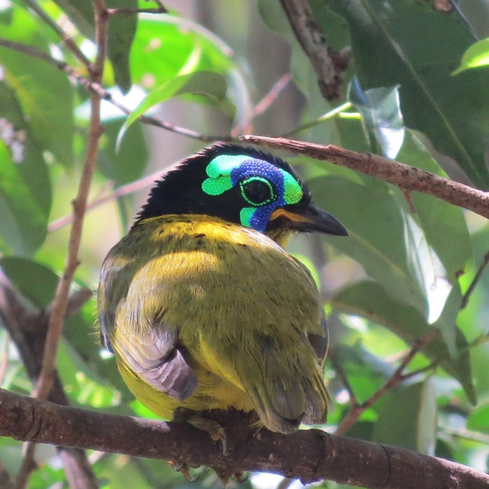 Филепитта Шлегеля