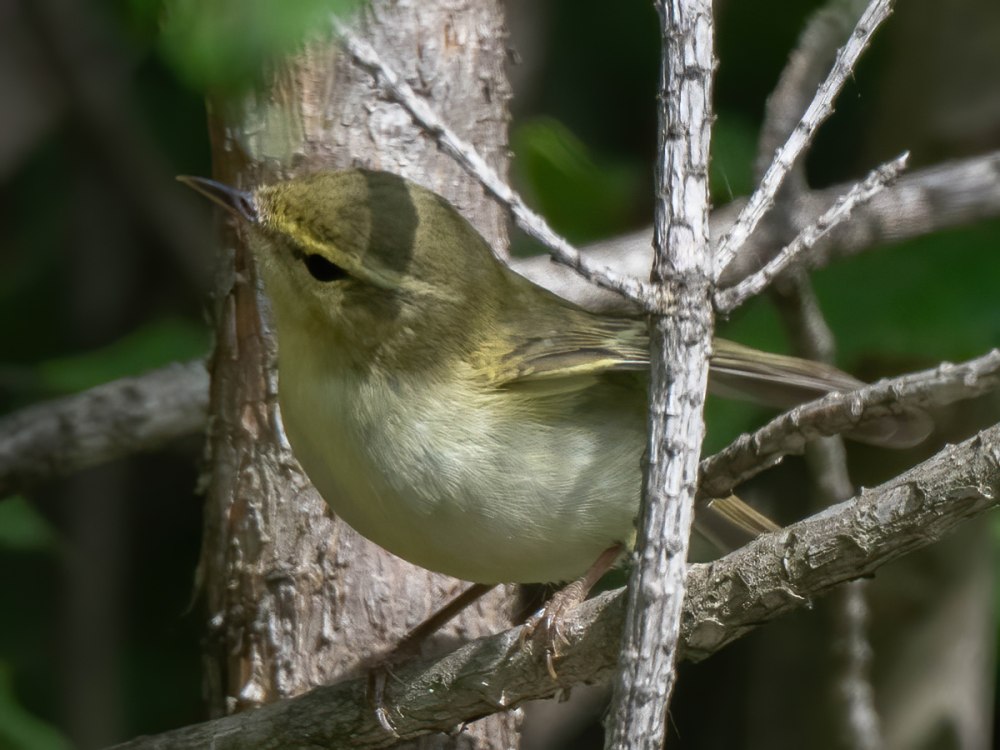 Желтобрюхая пеночка голос