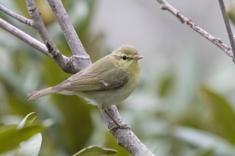 Желтобрюхая пеночка