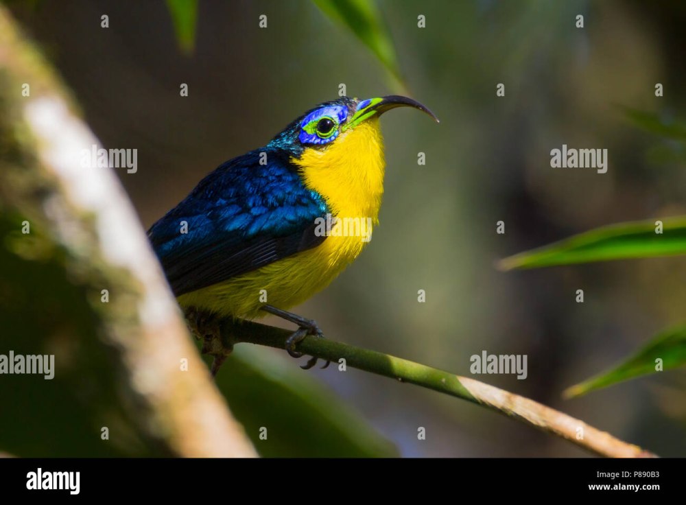 Желтобрюхая ложнонектарница