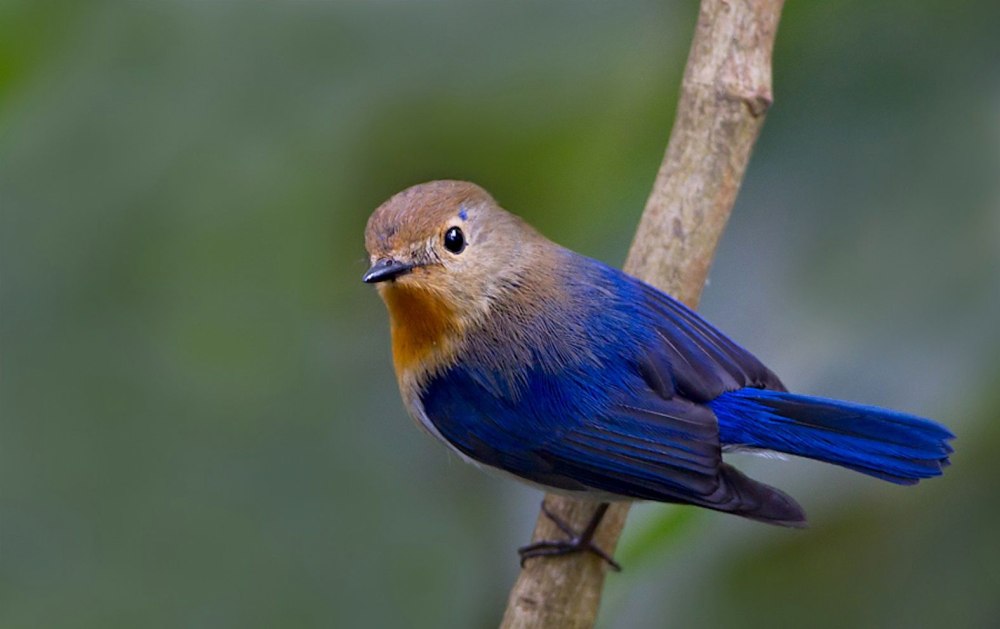 Редкий вид птичка мухоловка
