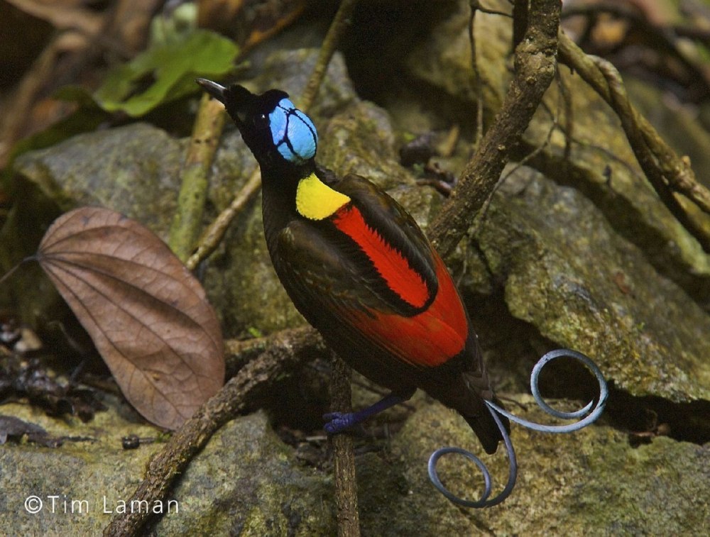 Синеголовая великолепная Райская