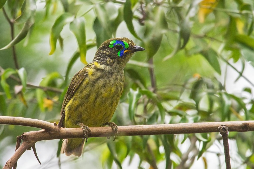 Philepitta schlegeli